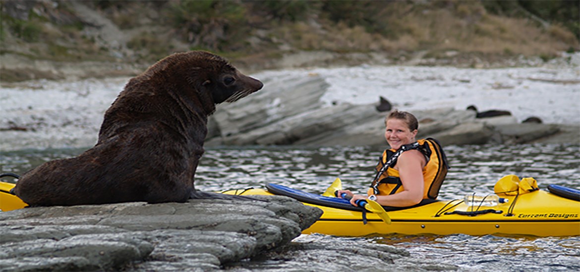 Kaikoura Kayaks Seal Kayaking