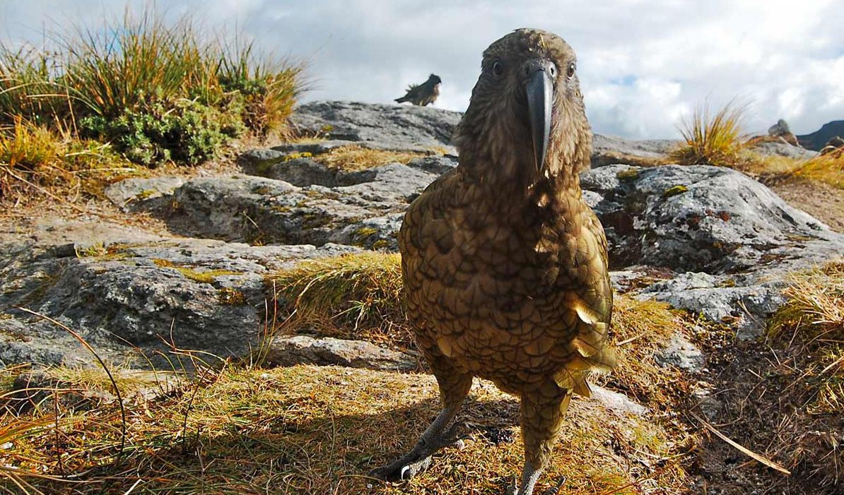 New Zealand's cheeky Kea Bird