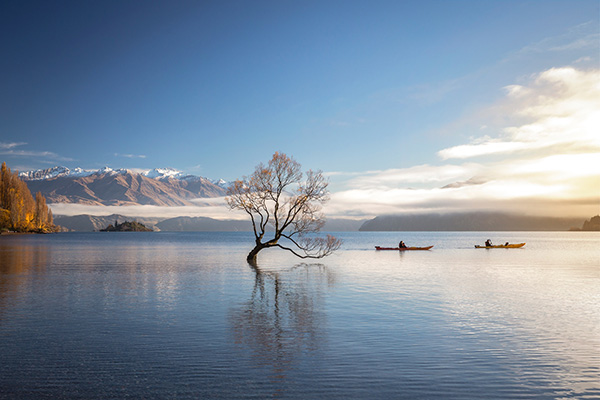 Lake Wanaka - Lonely tree