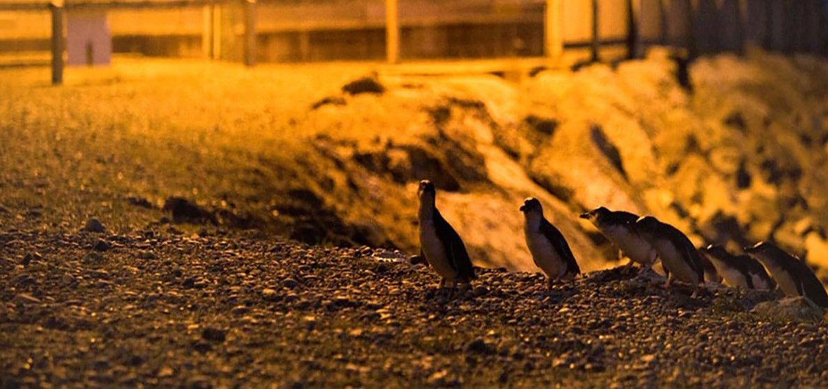 Blue Penguin Colony- Day Tour