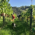 Hand Picked Grapes